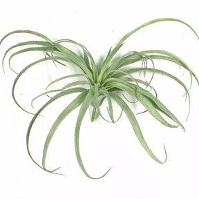 Faux Air Plant